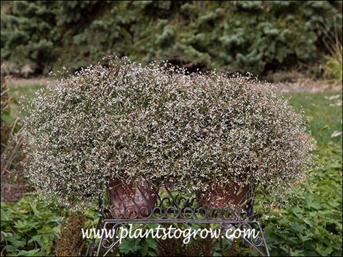 Each of these plants are in 8 inch pots.